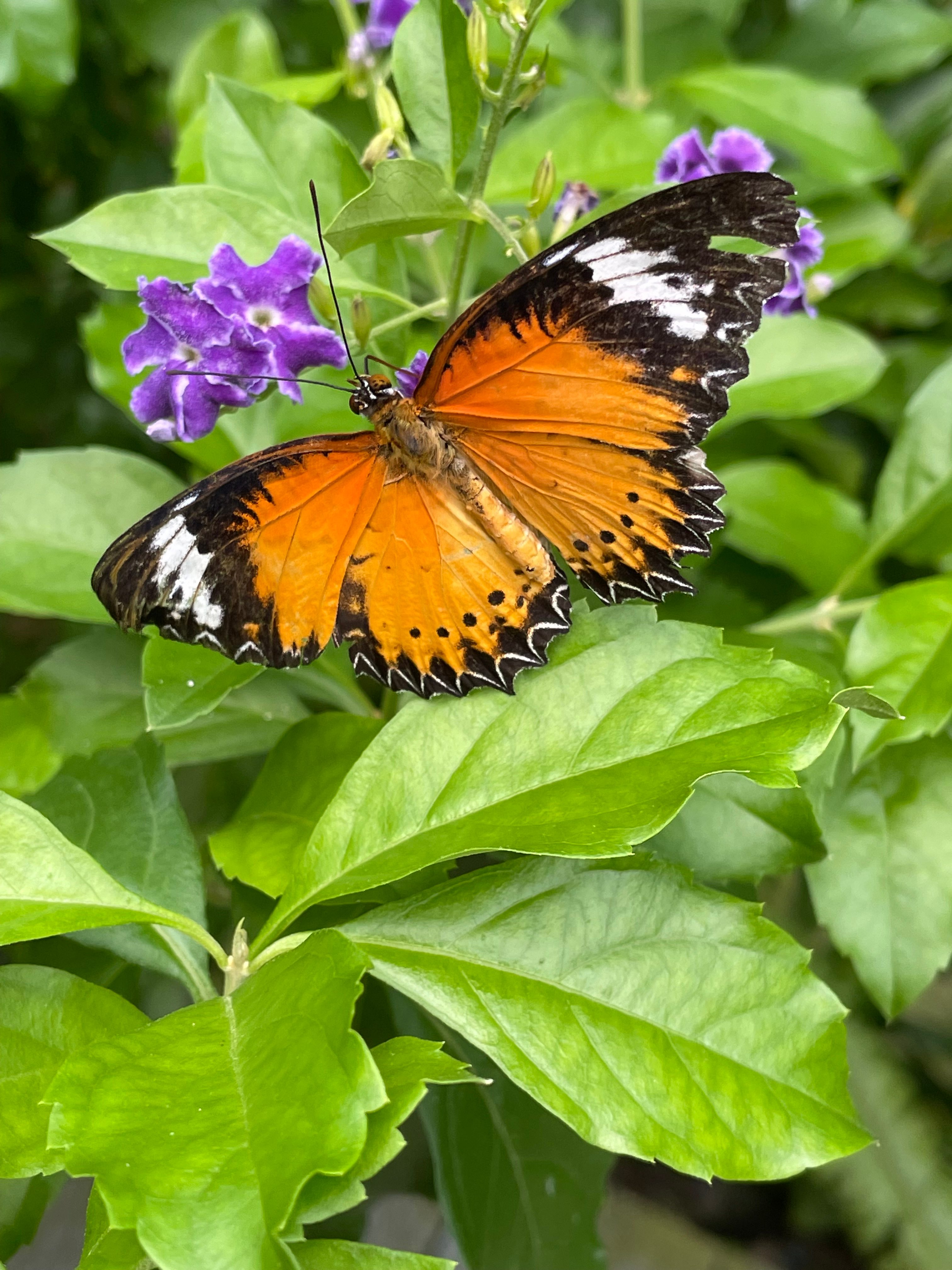 Aruba